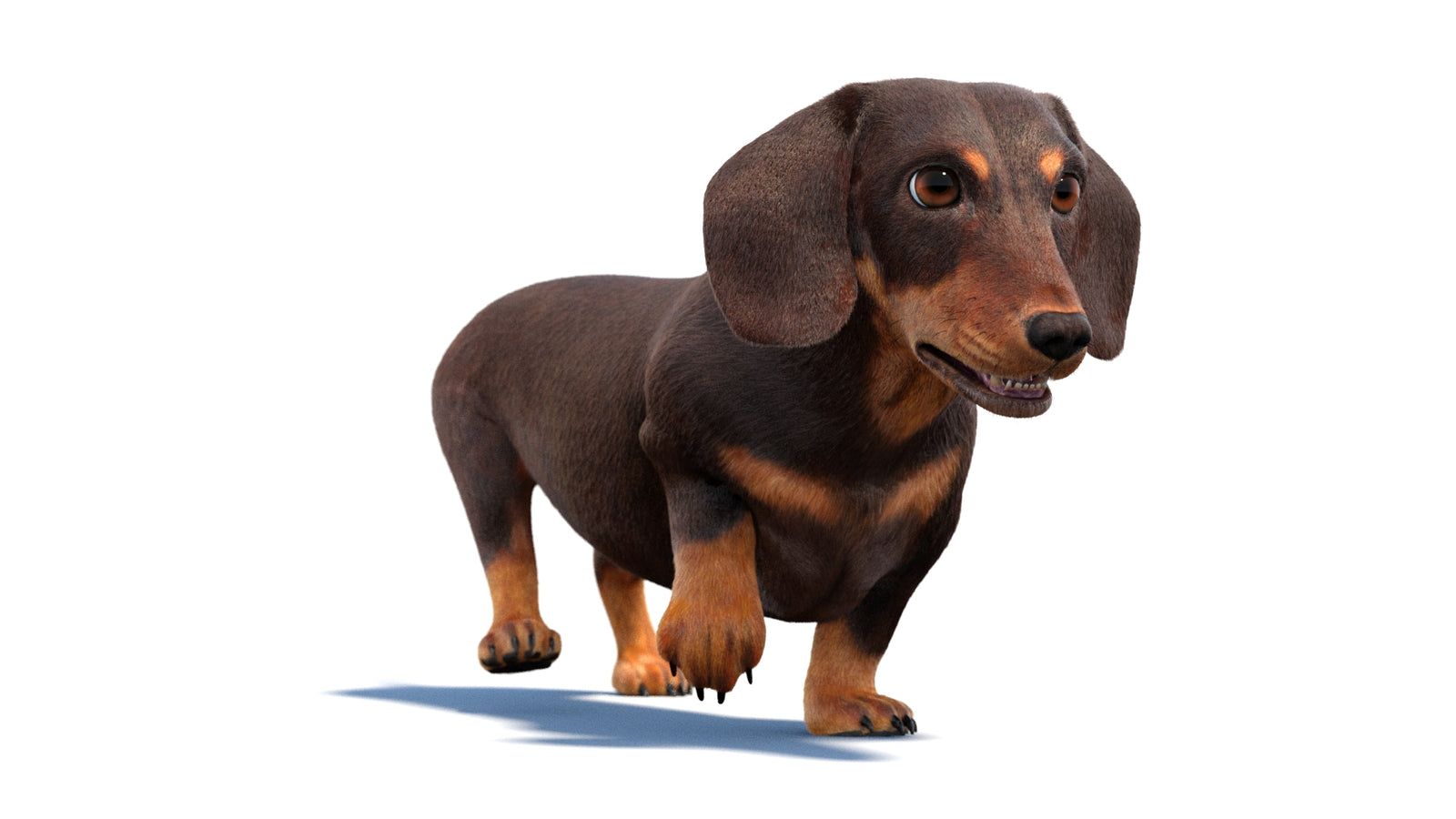 Animated Dachshund Dog 3D Model Fur 360° view 2 frame 8