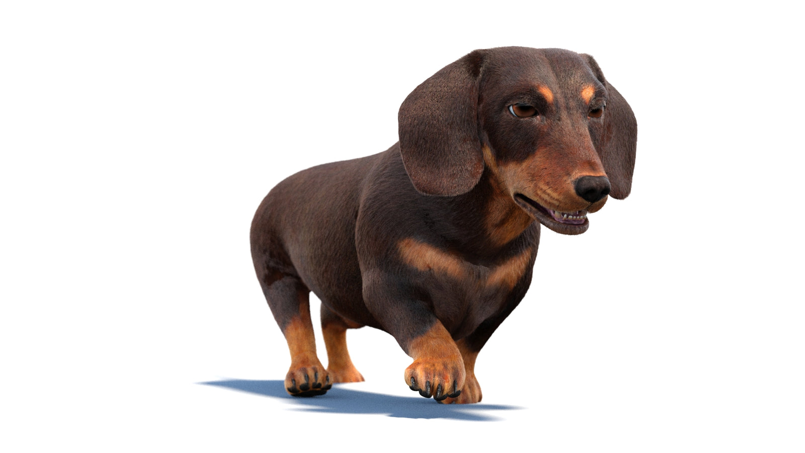Animated Dachshund Dog 3D Model Fur 360° view 2 frame 11