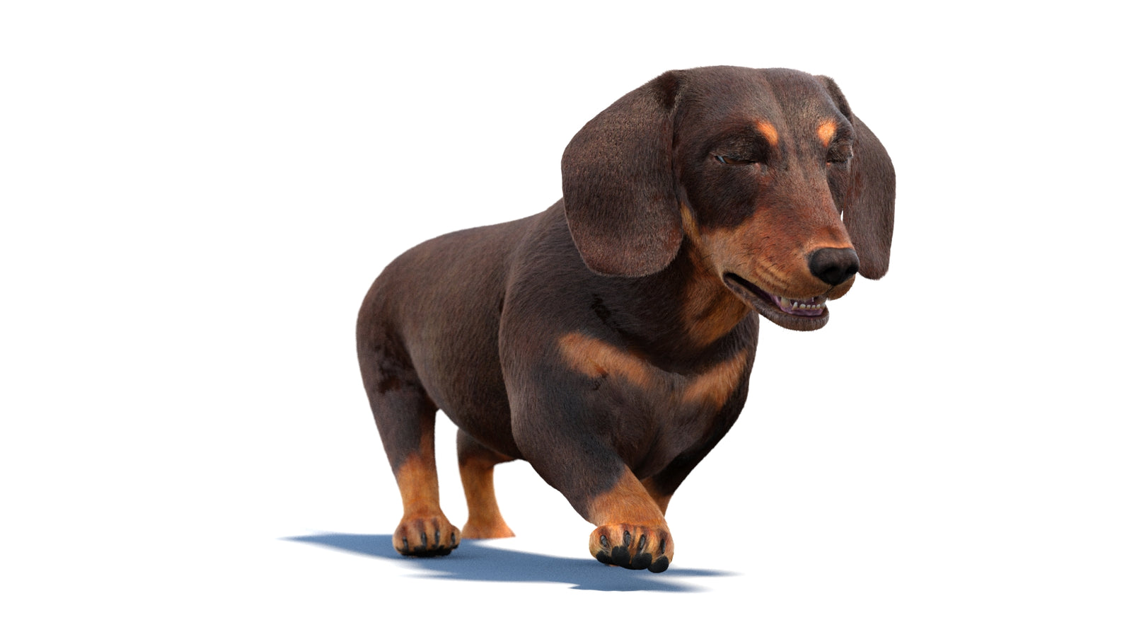 Animated Dachshund Dog 3D Model Fur 360° view 2 frame 12