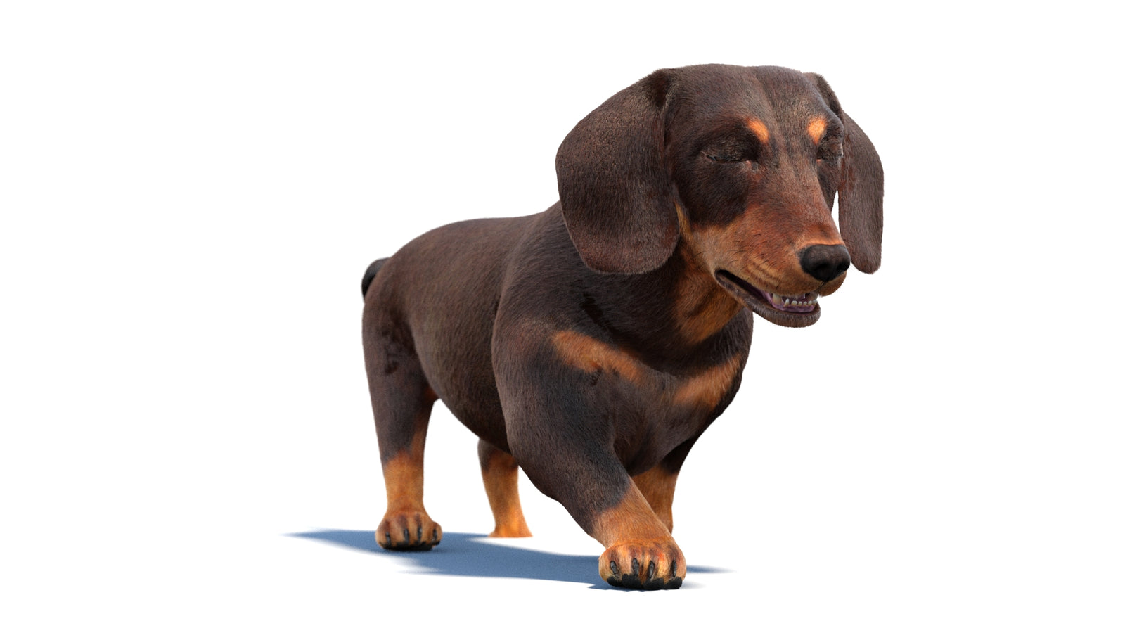 Animated Dachshund Dog 3D Model Fur 360° view 2 frame 14