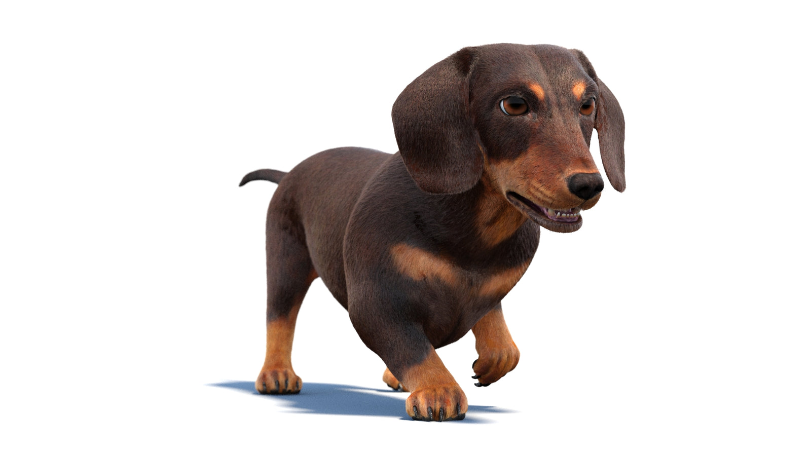Animated Dachshund Dog 3D Model Fur 360° view 2 frame 17