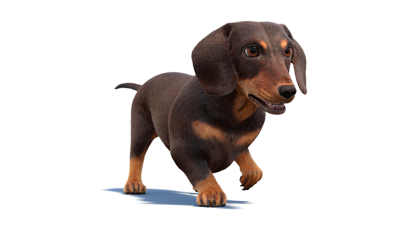 Animated Dachshund Dog 3D Model Fur 360° view 2 frame 18