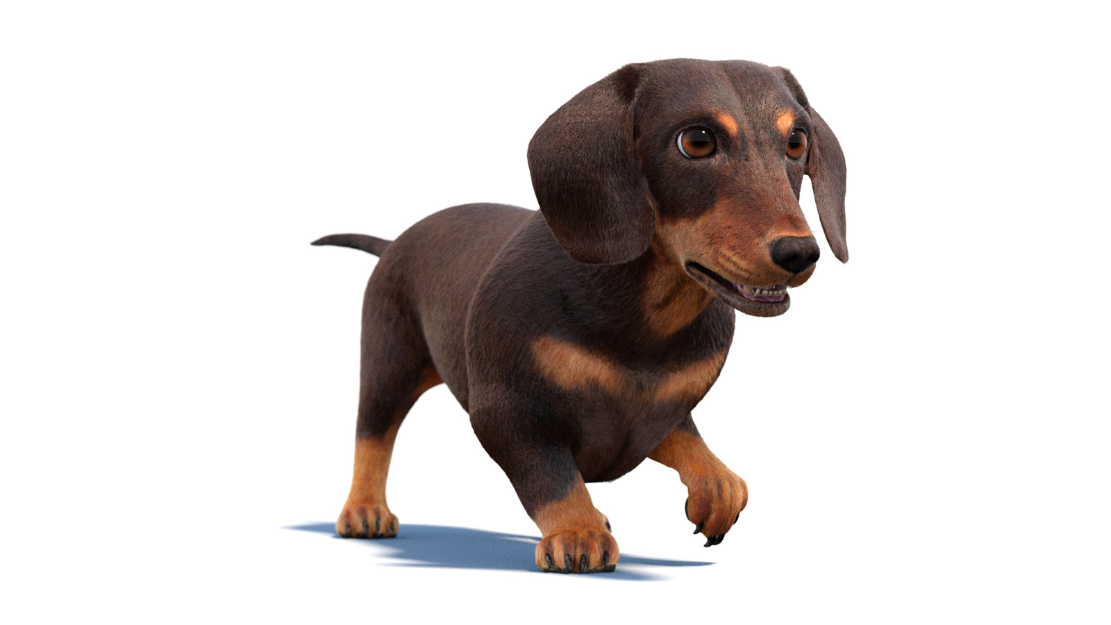 Animated Dachshund Dog 3D Model Fur 360° view 2 frame 19
