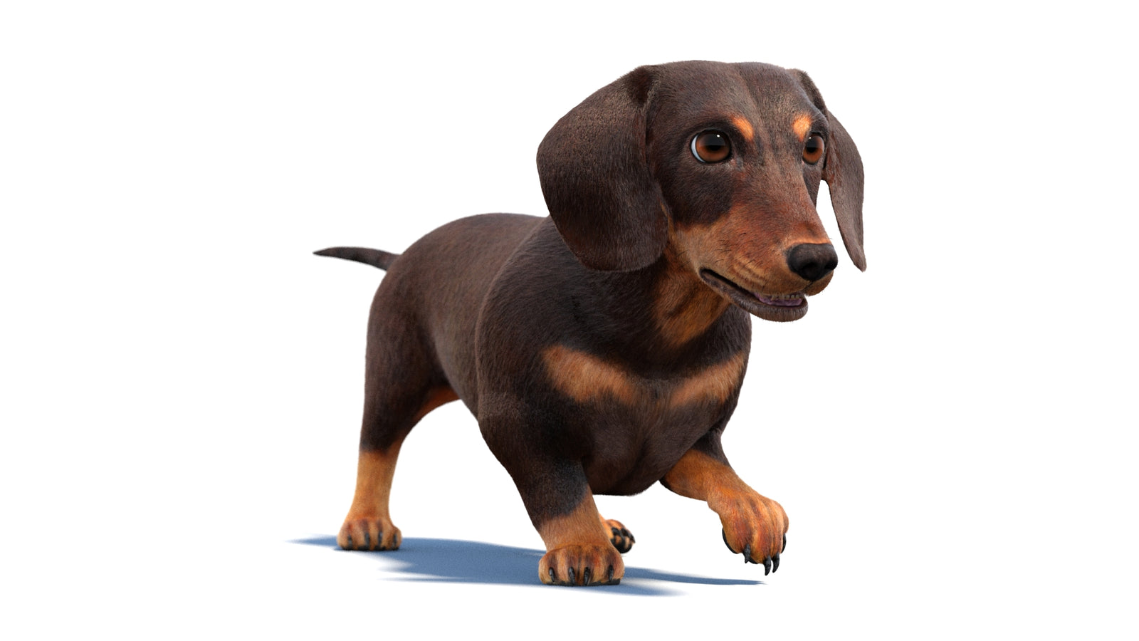 Animated Dachshund Dog 3D Model Fur 360° view 2 frame 20