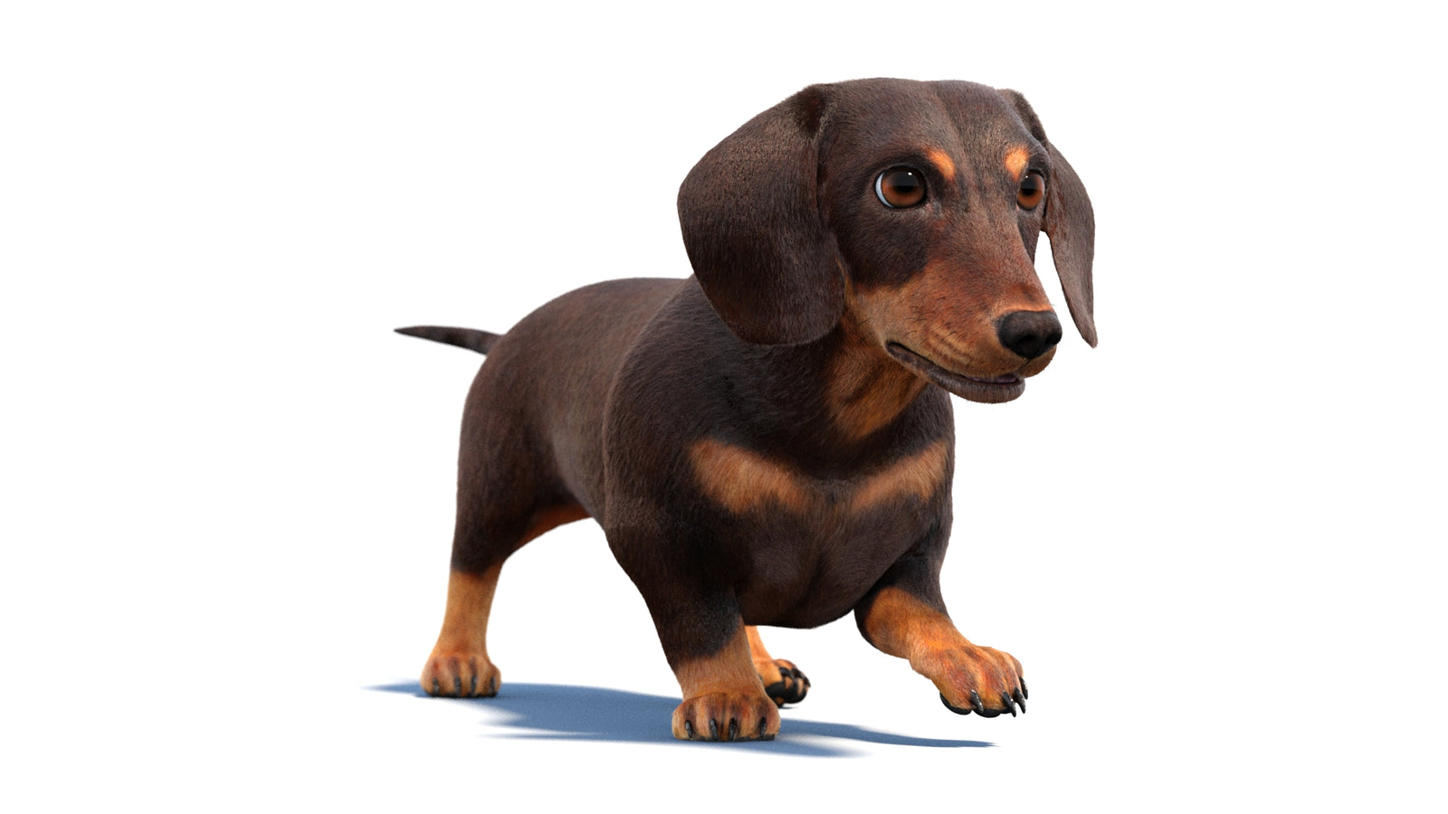 Animated Dachshund Dog 3D Model Fur 360° view 2 frame 21