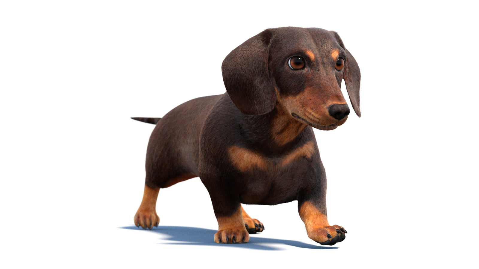 Animated Dachshund Dog 3D Model Fur 360° view 2 frame 23