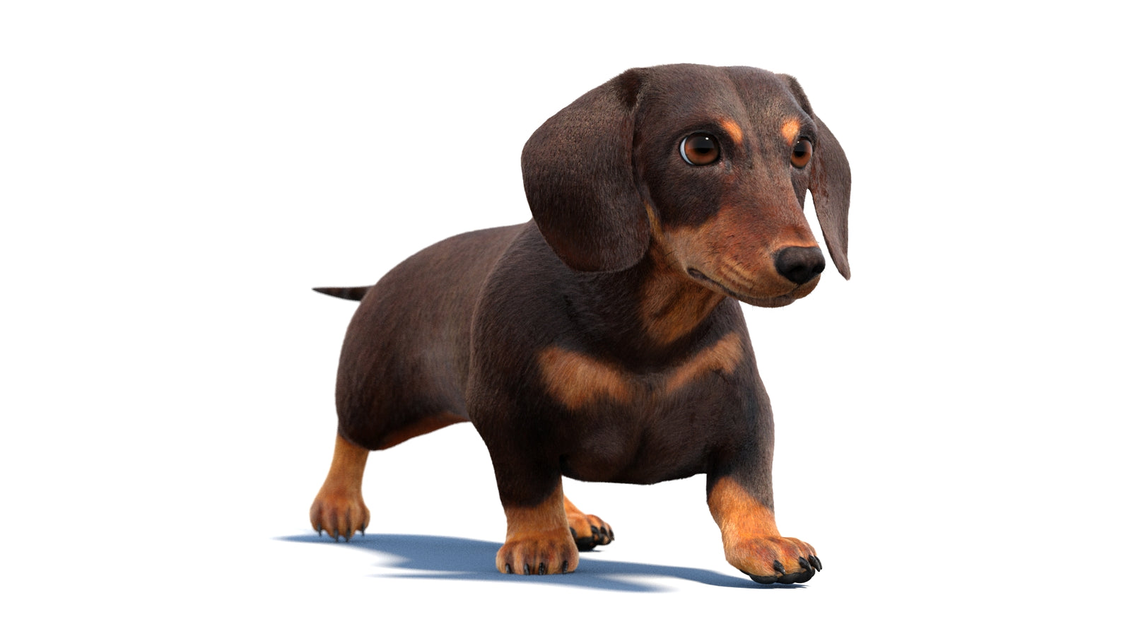 Animated Dachshund Dog 3D Model Fur 360° view 2 frame 24