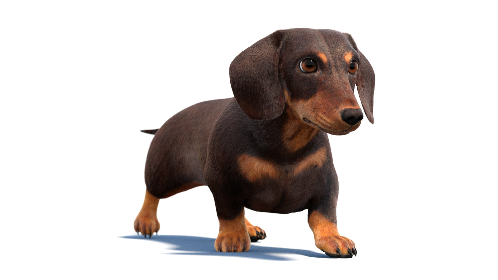 Animated Dachshund Dog 3D Model Fur 360° view 2 frame 25
