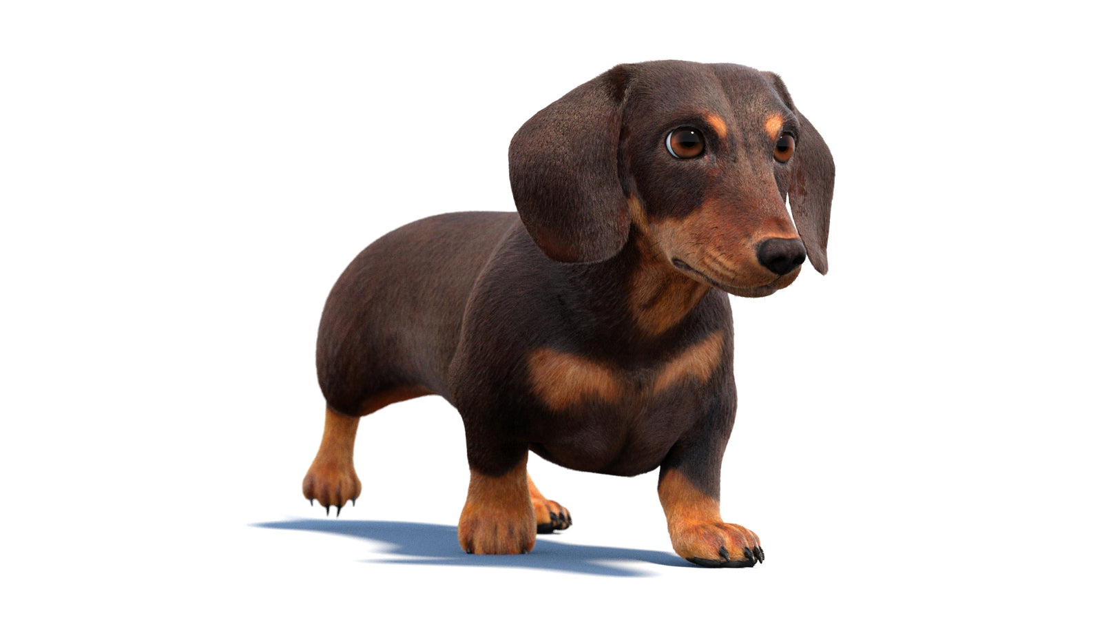 Animated Dachshund Dog 3D Model Fur 360° view 2 frame 27