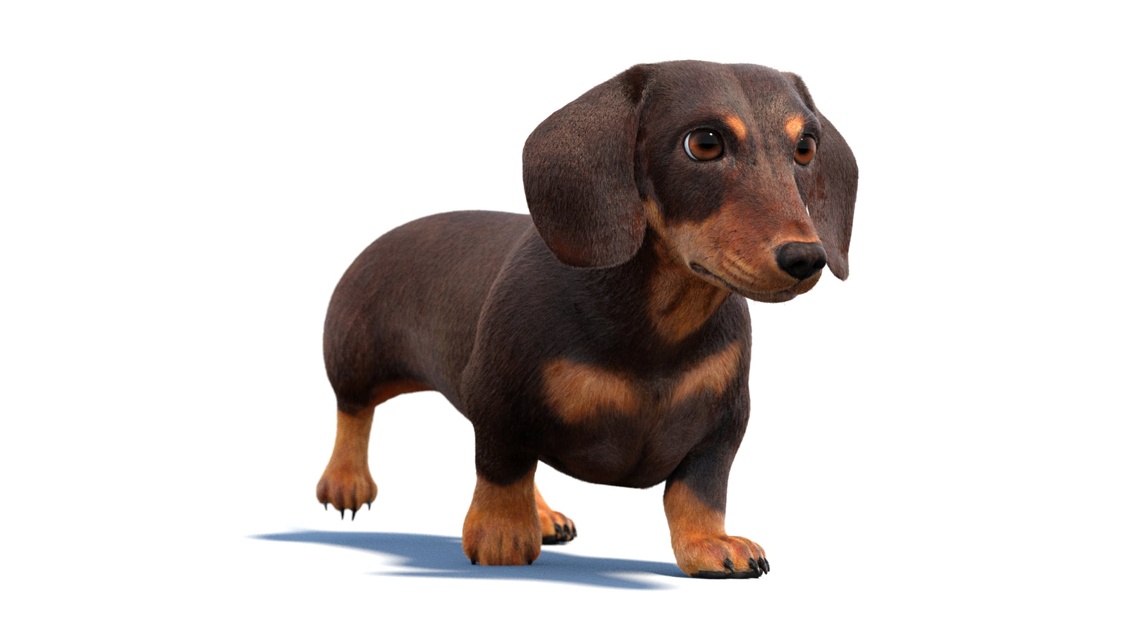 Animated Dachshund Dog 3D Model Fur 360° view 2 frame 28
