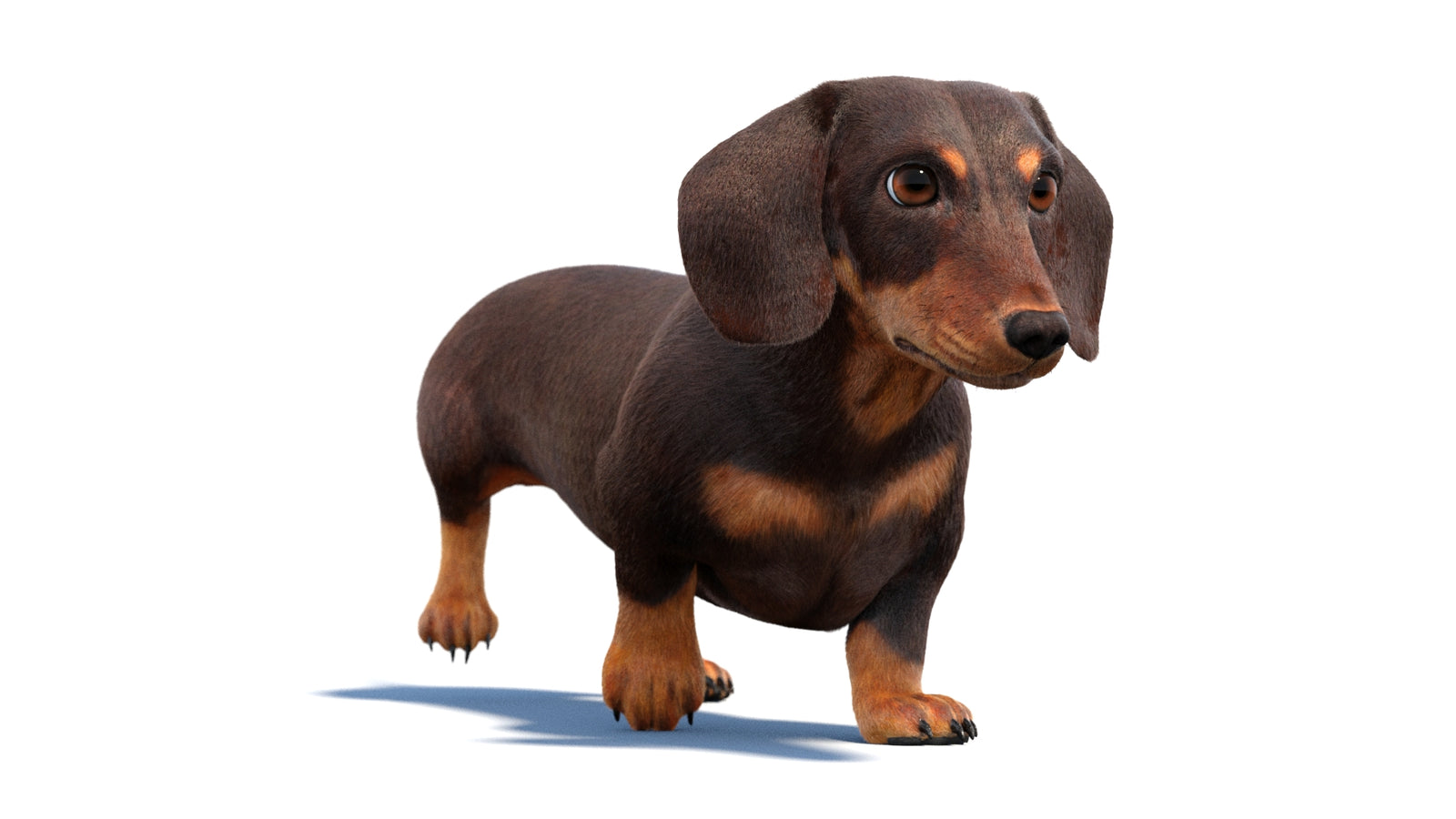 Animated Dachshund Dog 3D Model Fur 360° view 2 frame 29