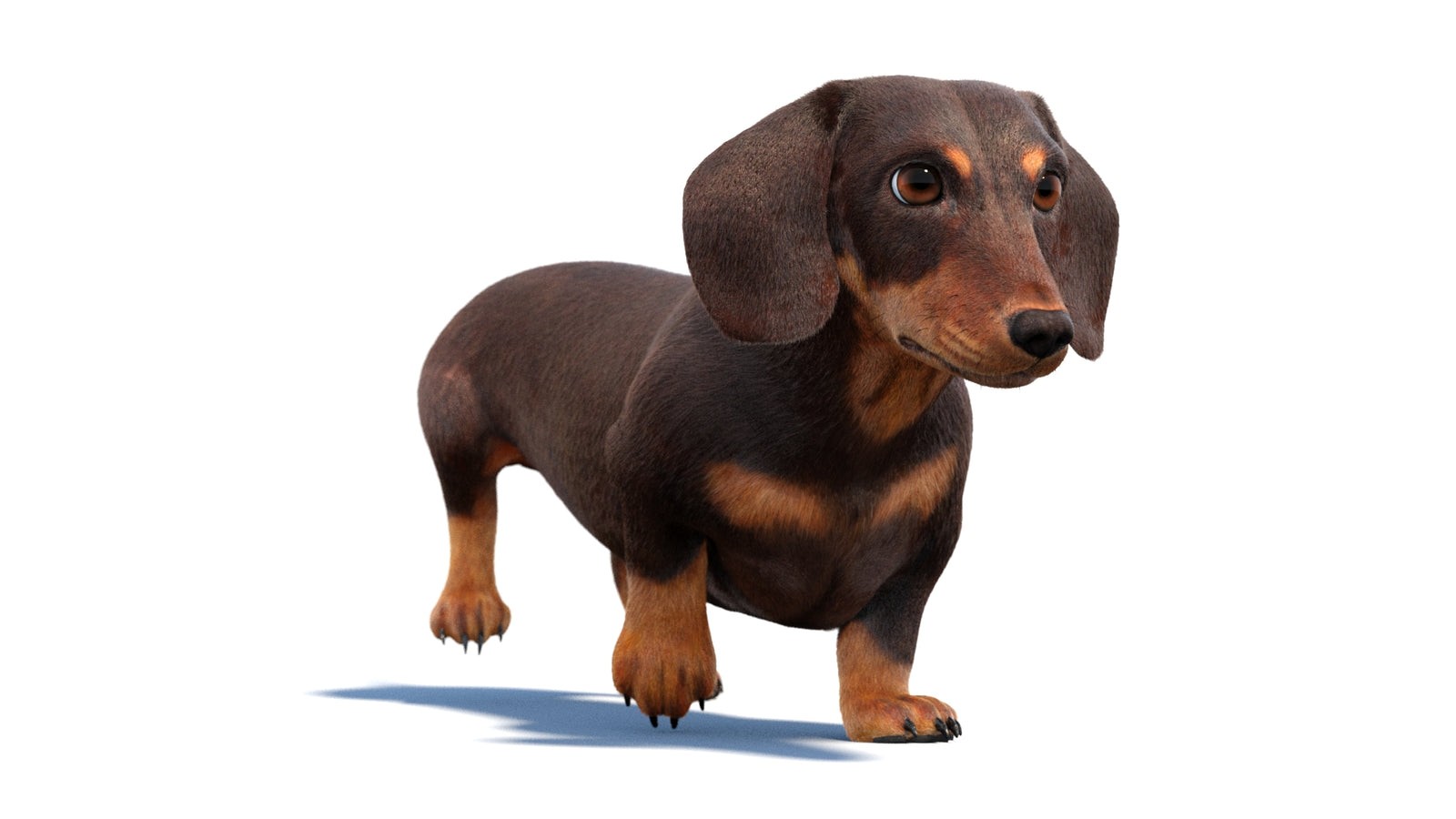 Animated Dachshund Dog 3D Model Fur 360° view 2 frame 30
