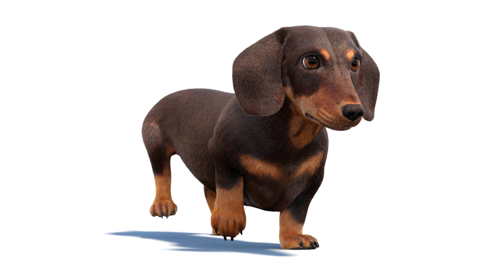 Animated Dachshund Dog 3D Model Fur 360° view 2 frame 31