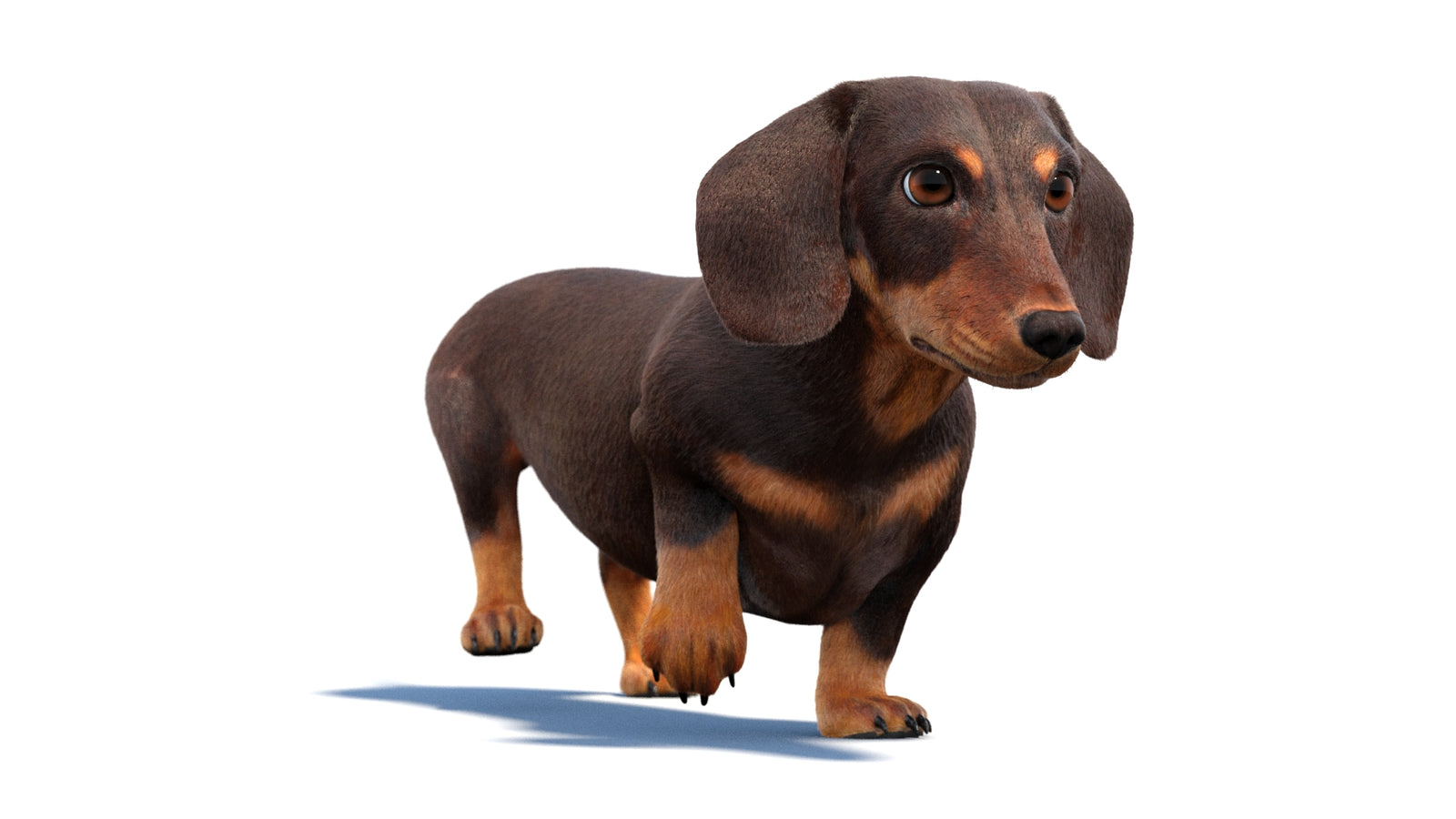 Animated Dachshund Dog 3D Model Fur 360° view 2 frame 32
