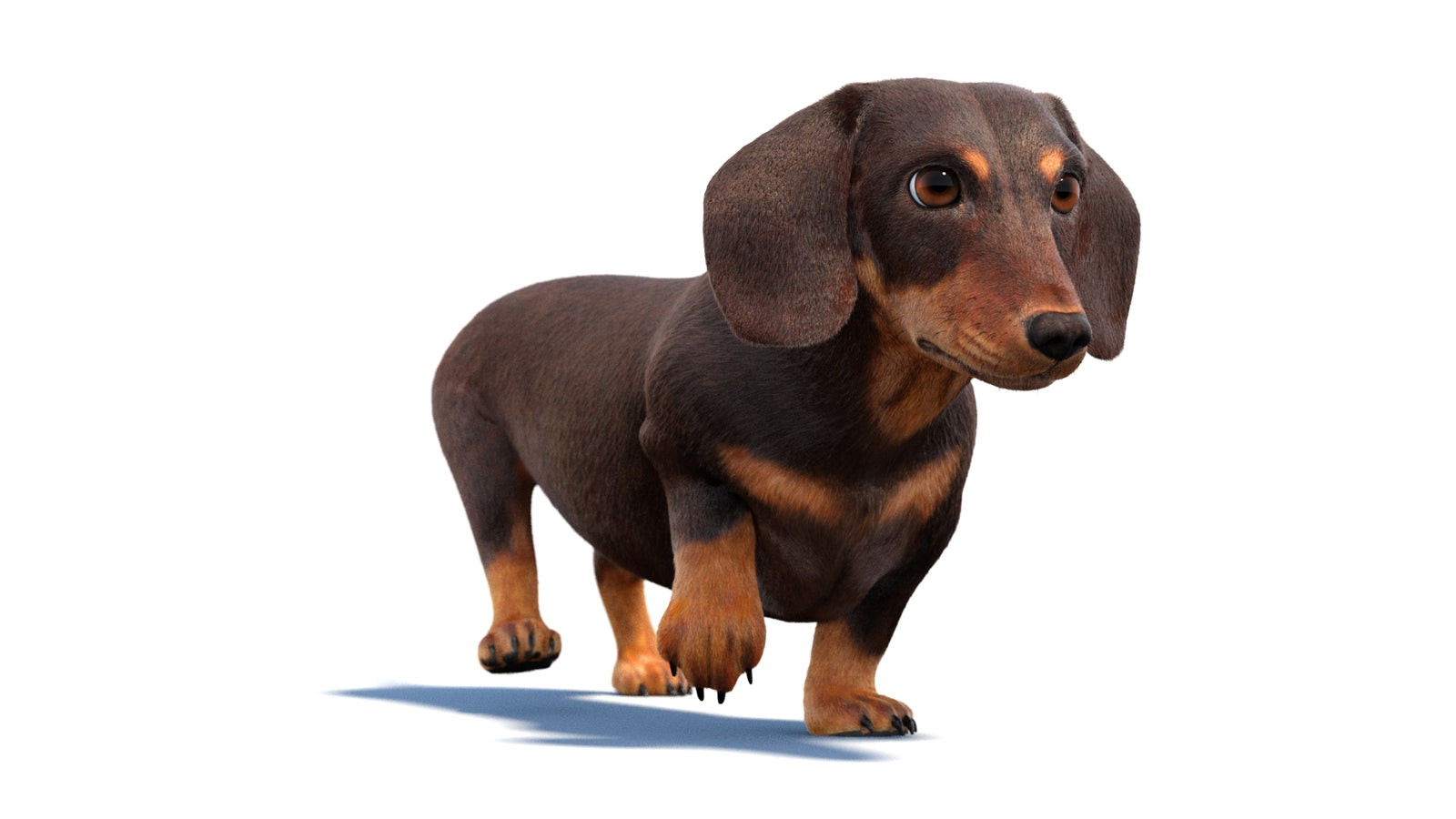 Animated Dachshund Dog 3D Model Fur 360° view 2 frame 33