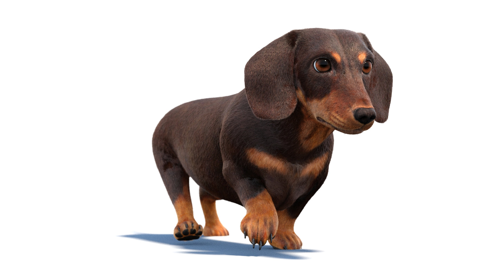 Animated Dachshund Dog 3D Model Fur 360° view 2 frame 35