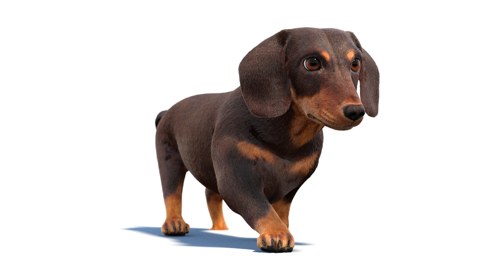Animated Dachshund Dog 3D Model Fur 360° view 2 frame 39