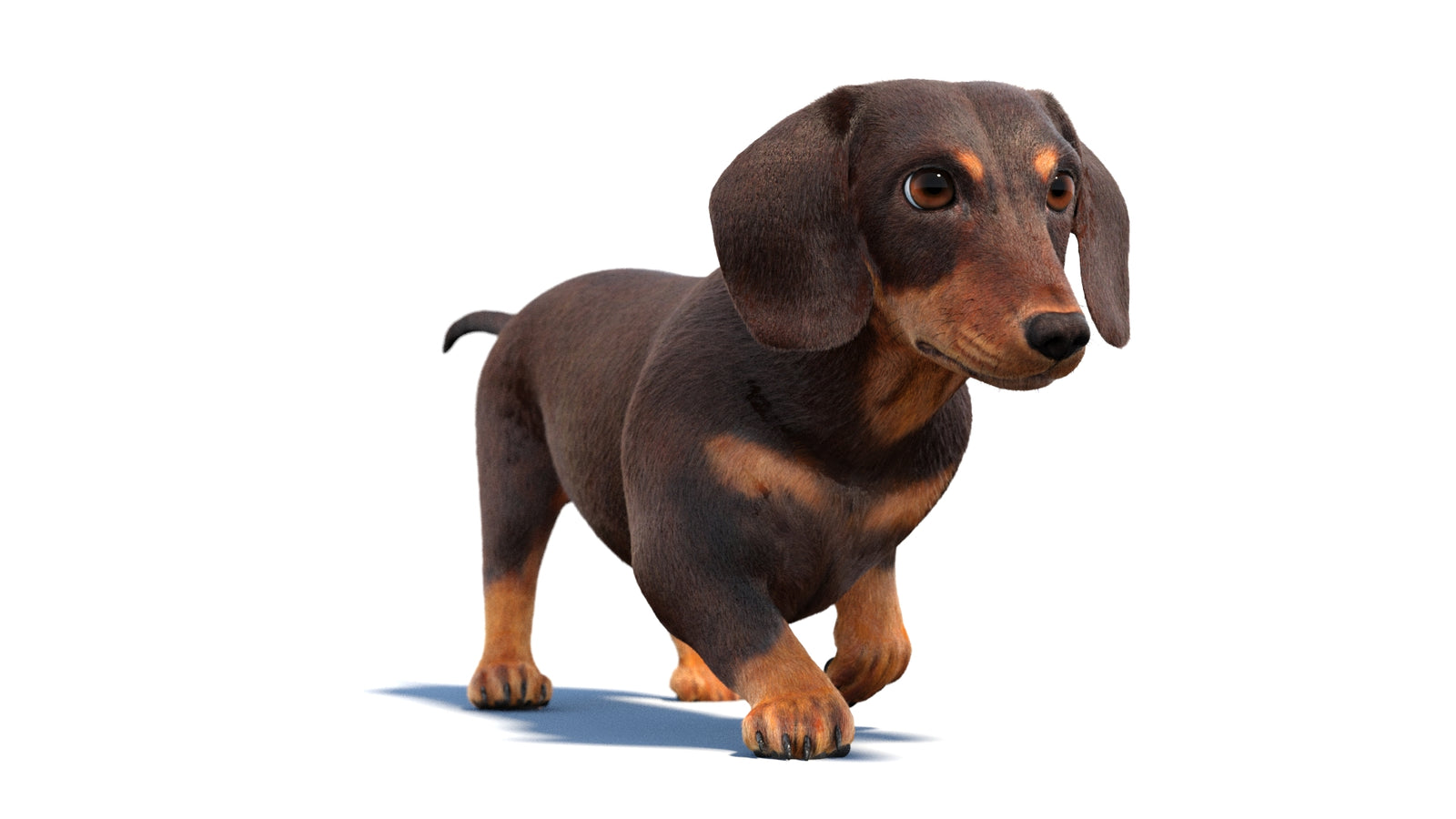 Animated Dachshund Dog 3D Model Fur 360° view 2 frame 41