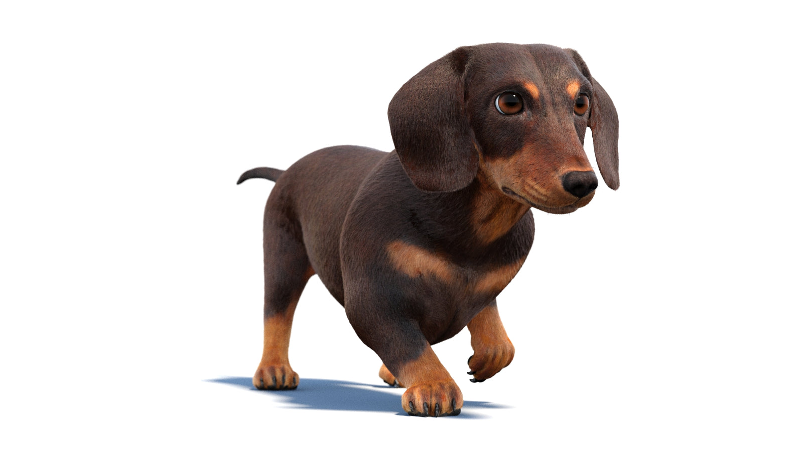 Animated Dachshund Dog 3D Model Fur 360° view 2 frame 42