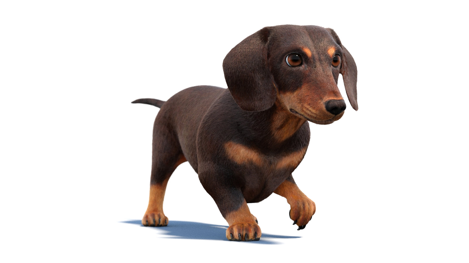 Animated Dachshund Dog 3D Model Fur 360° view 2 frame 44