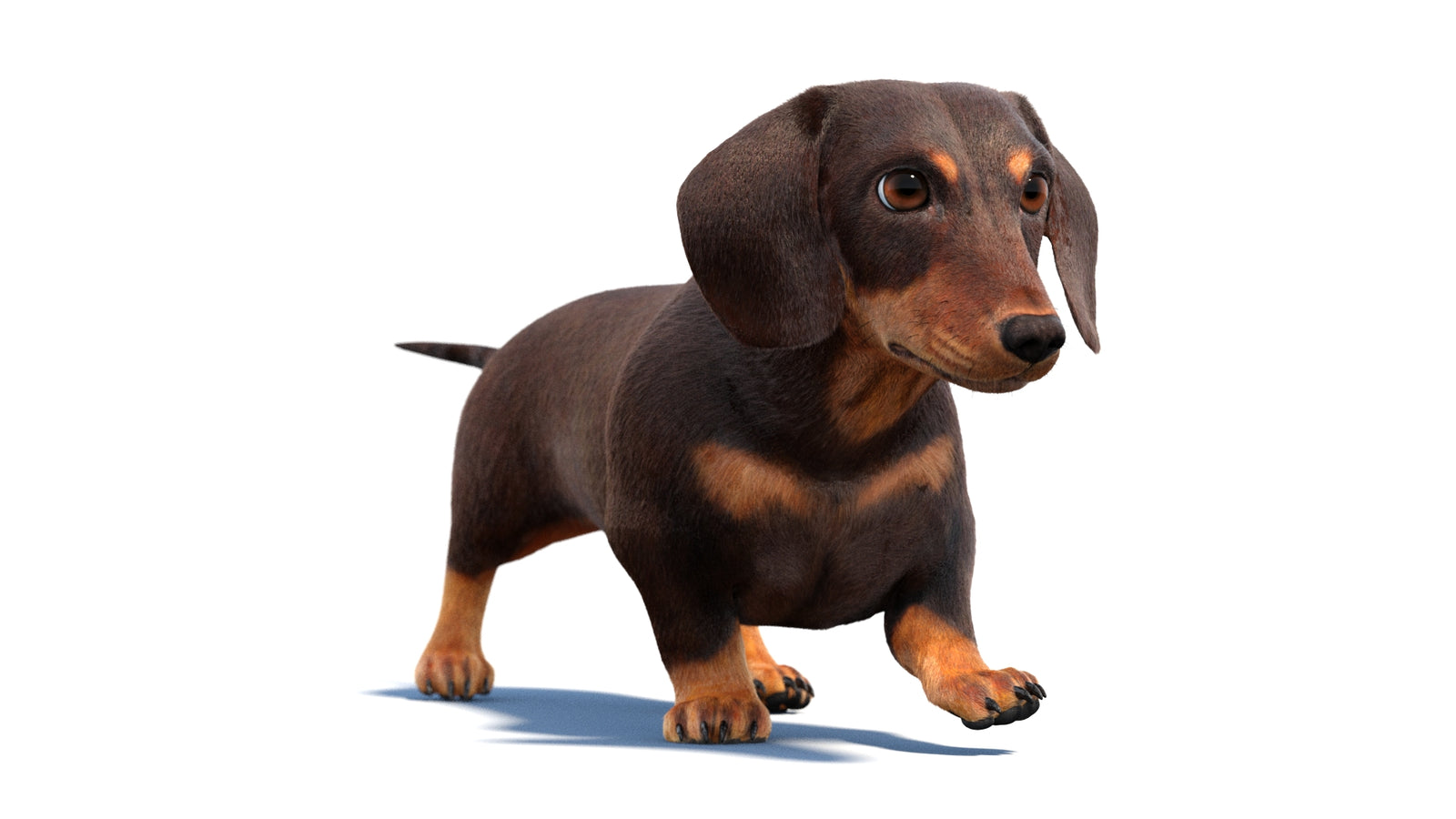 Animated Dachshund Dog 3D Model Fur 360° view 2 frame 47