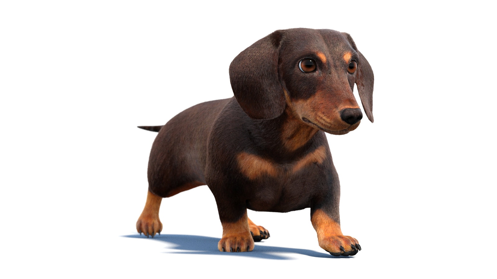 Animated Dachshund Dog 3D Model Fur 360° view 2 frame 49