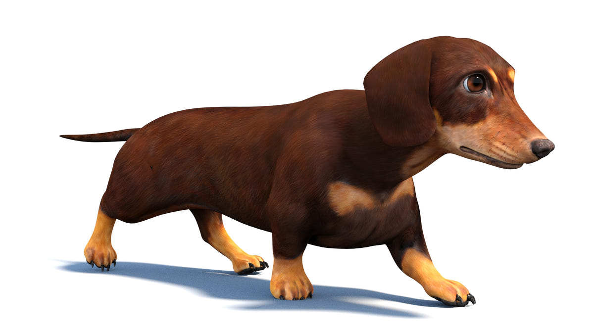 Animated Dachshund Dog 3D Model - Game-Ready - 360 Degree View