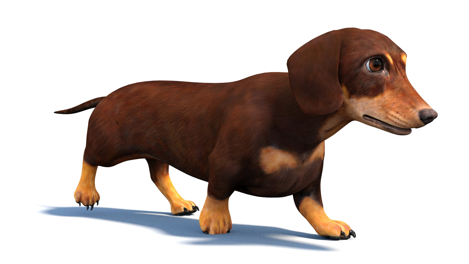 Animated Dachshund Dog 3D Model 360° view 3 frame 3