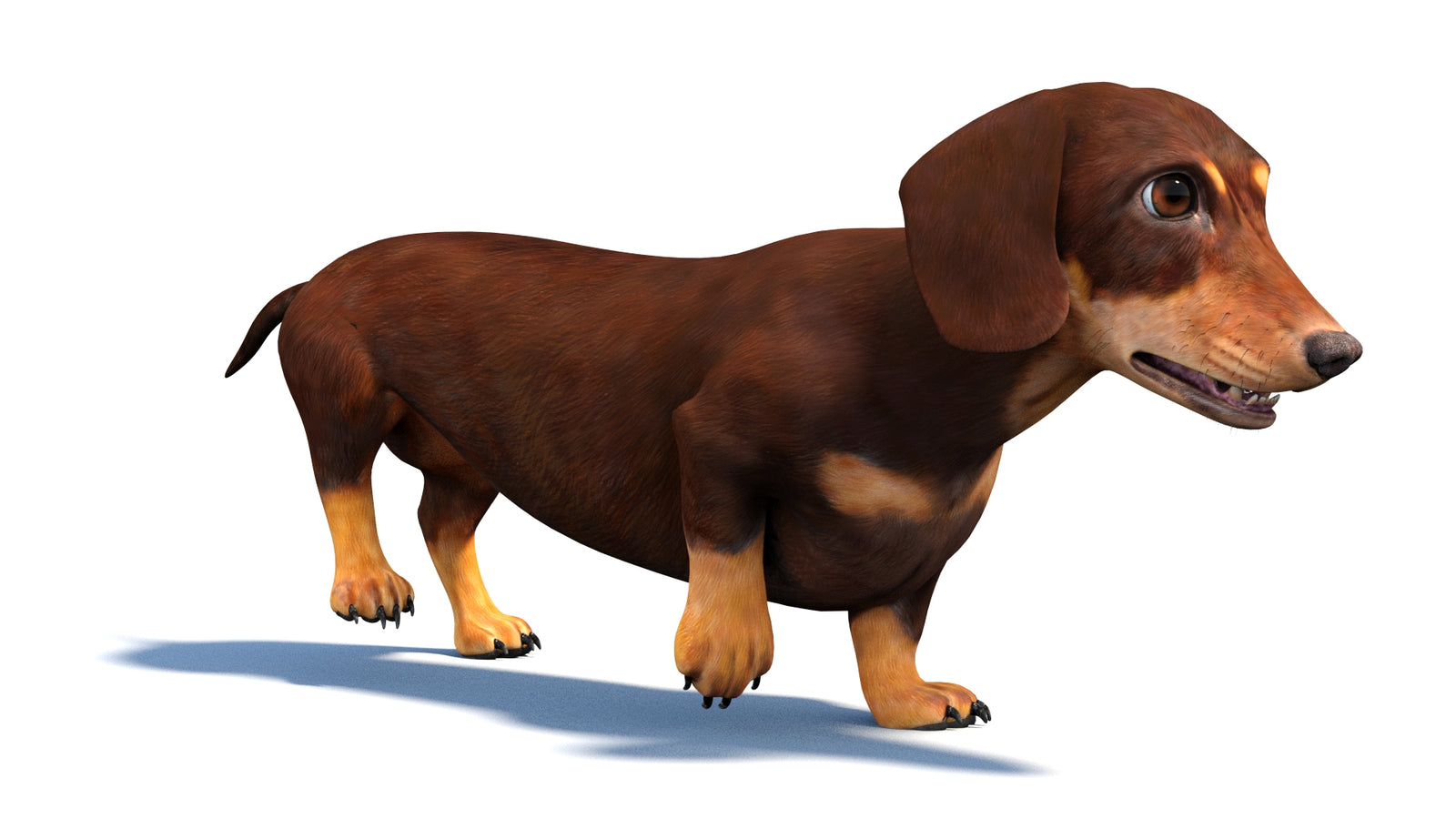 Animated Dachshund Dog 3D Model 360° view 3 frame 7