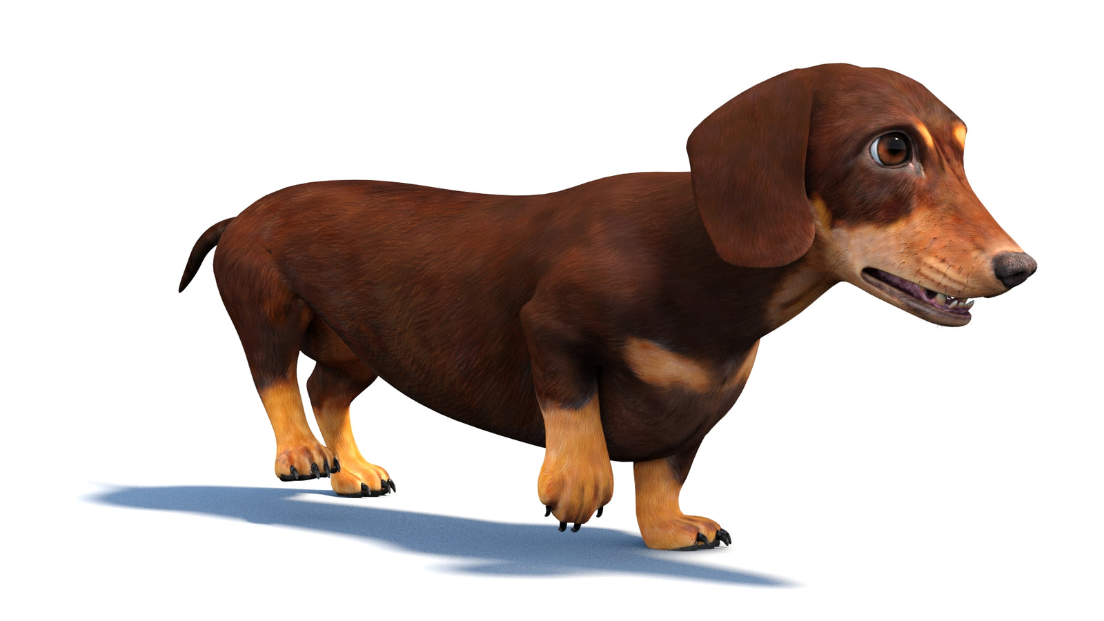 Animated Dachshund Dog 3D Model 360° view 3 frame 8