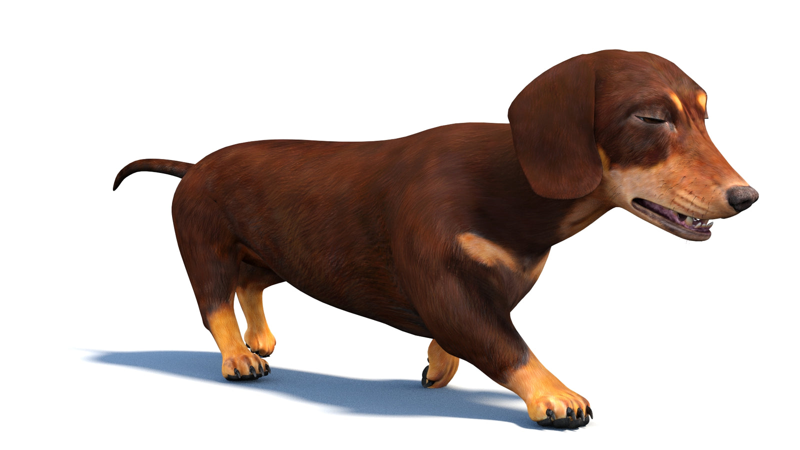 Animated Dachshund Dog 3D Model 360° view 3 frame 15
