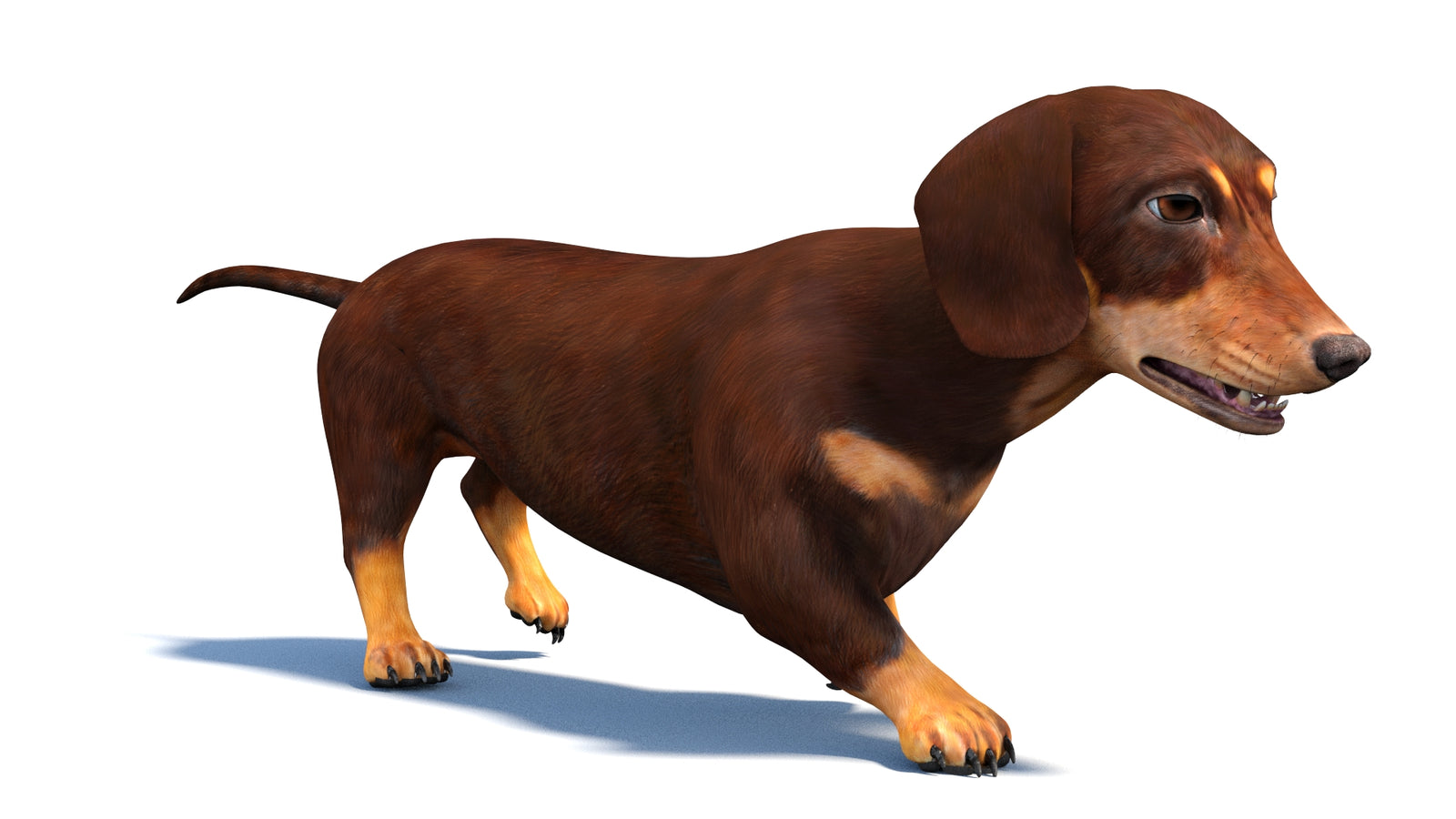 Animated Dachshund Dog 3D Model 360° view 3 frame 17