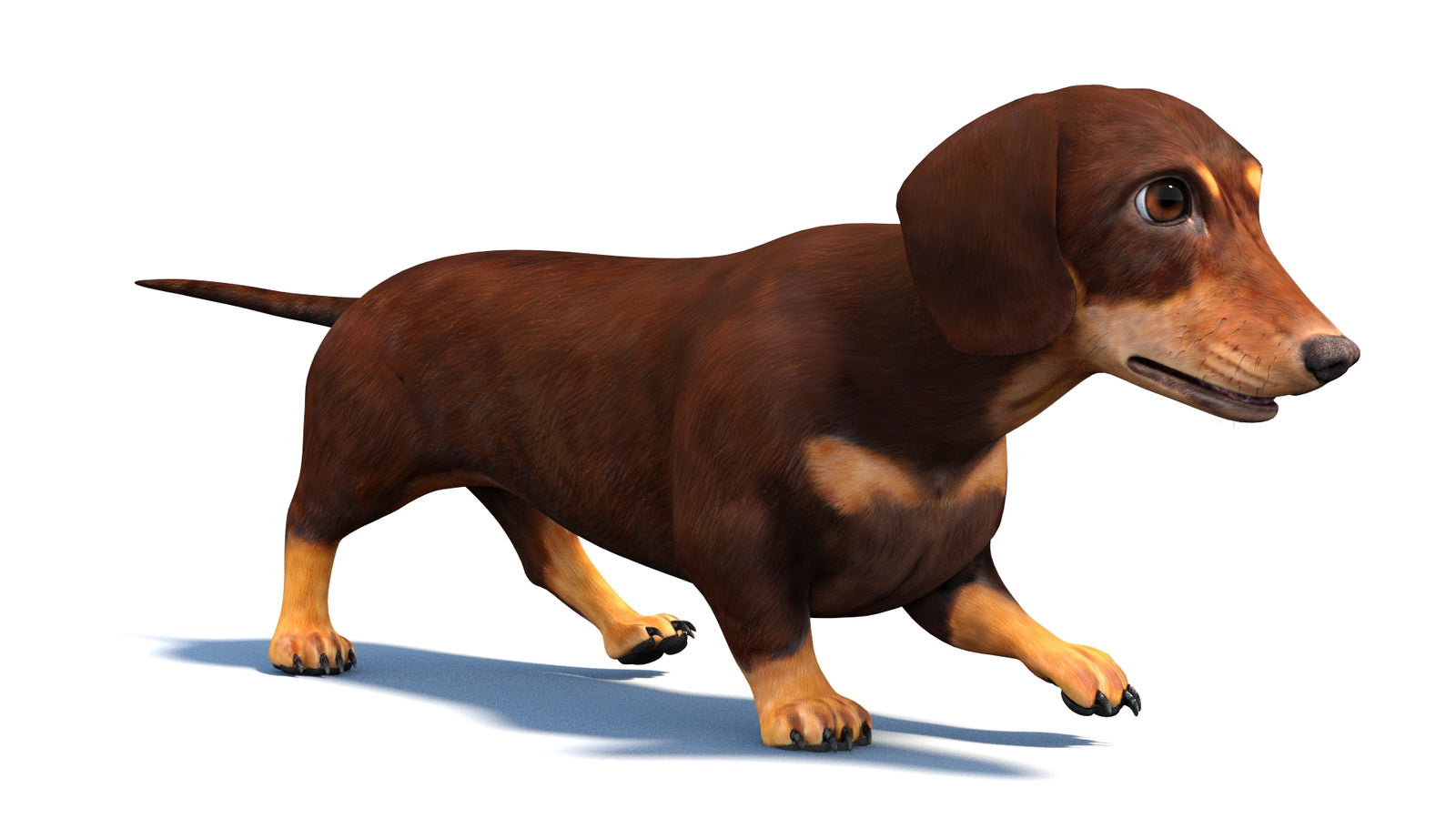 Animated Dachshund Dog 3D Model 360° view 3 frame 22