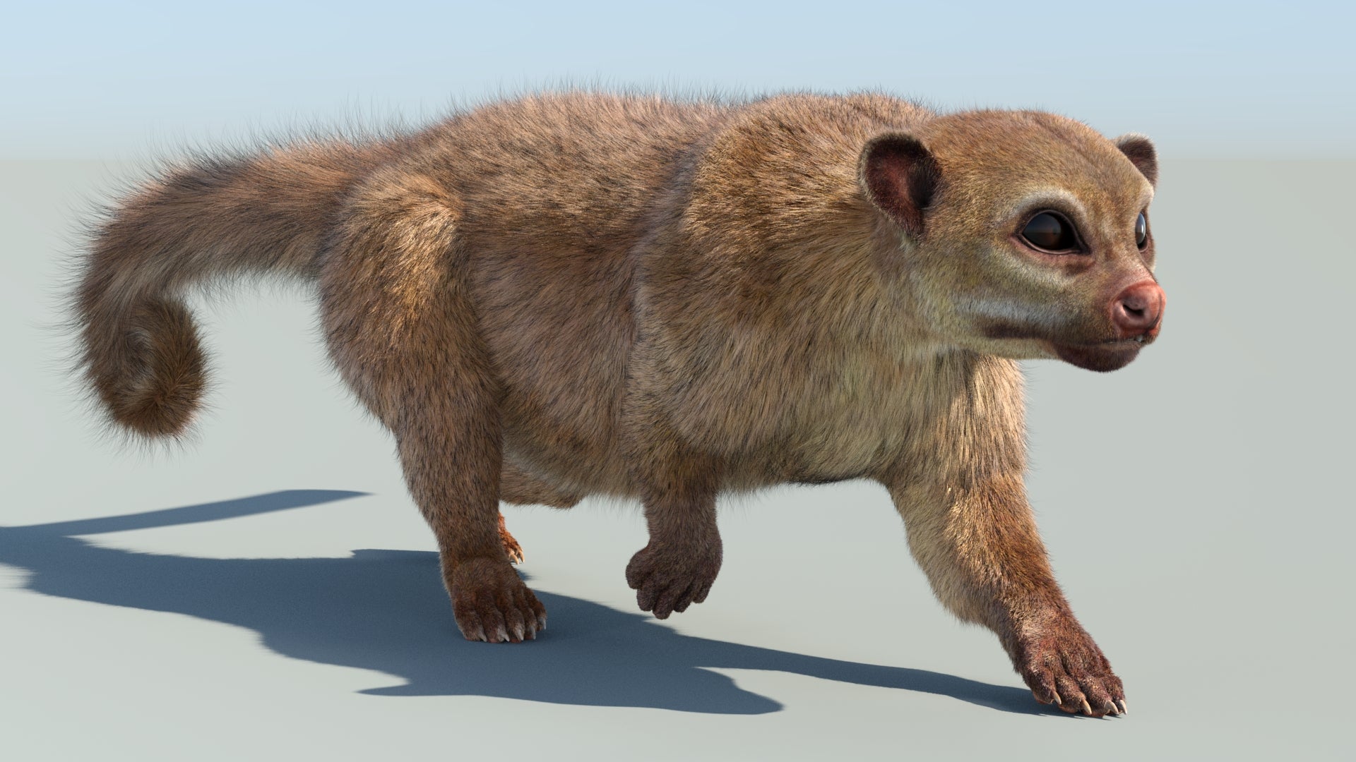 Realistic Kinkajou 3D Model Animated Fur - 360 Degree View