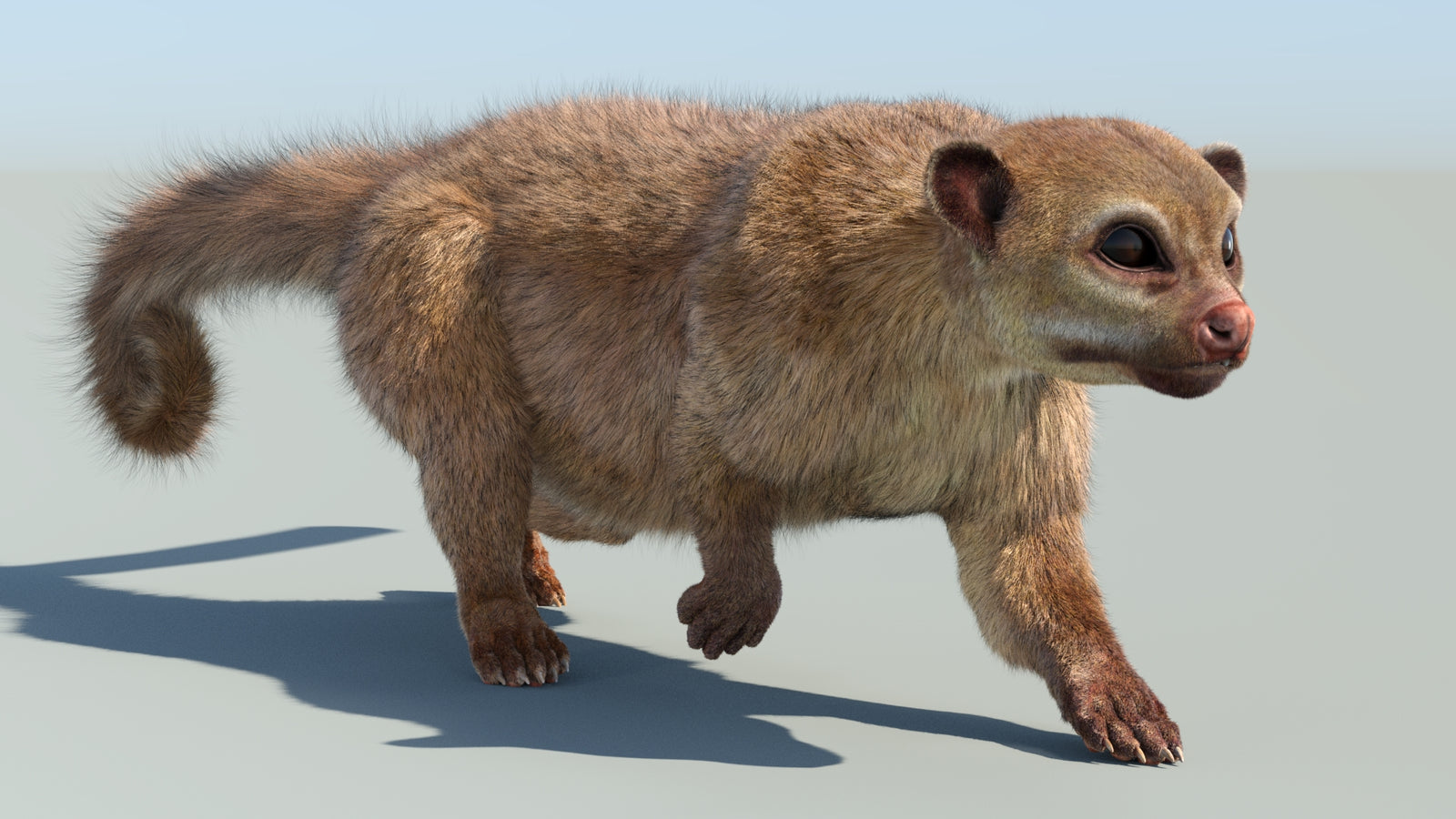 Realistic Kinkajou 3D Model Animated Fur 360° view 6 frame 2