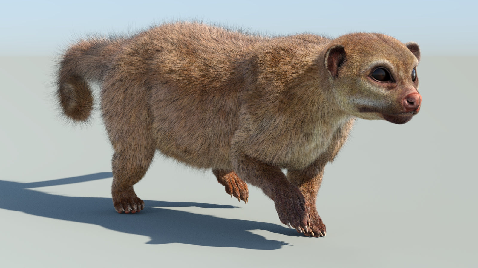 Realistic Kinkajou 3D Model Animated Fur 360° view 6 frame 10