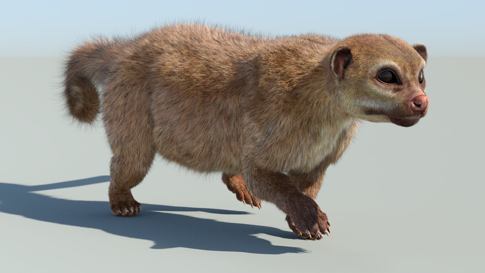 Realistic Kinkajou 3D Model Animated Fur 360° view 6 frame 11