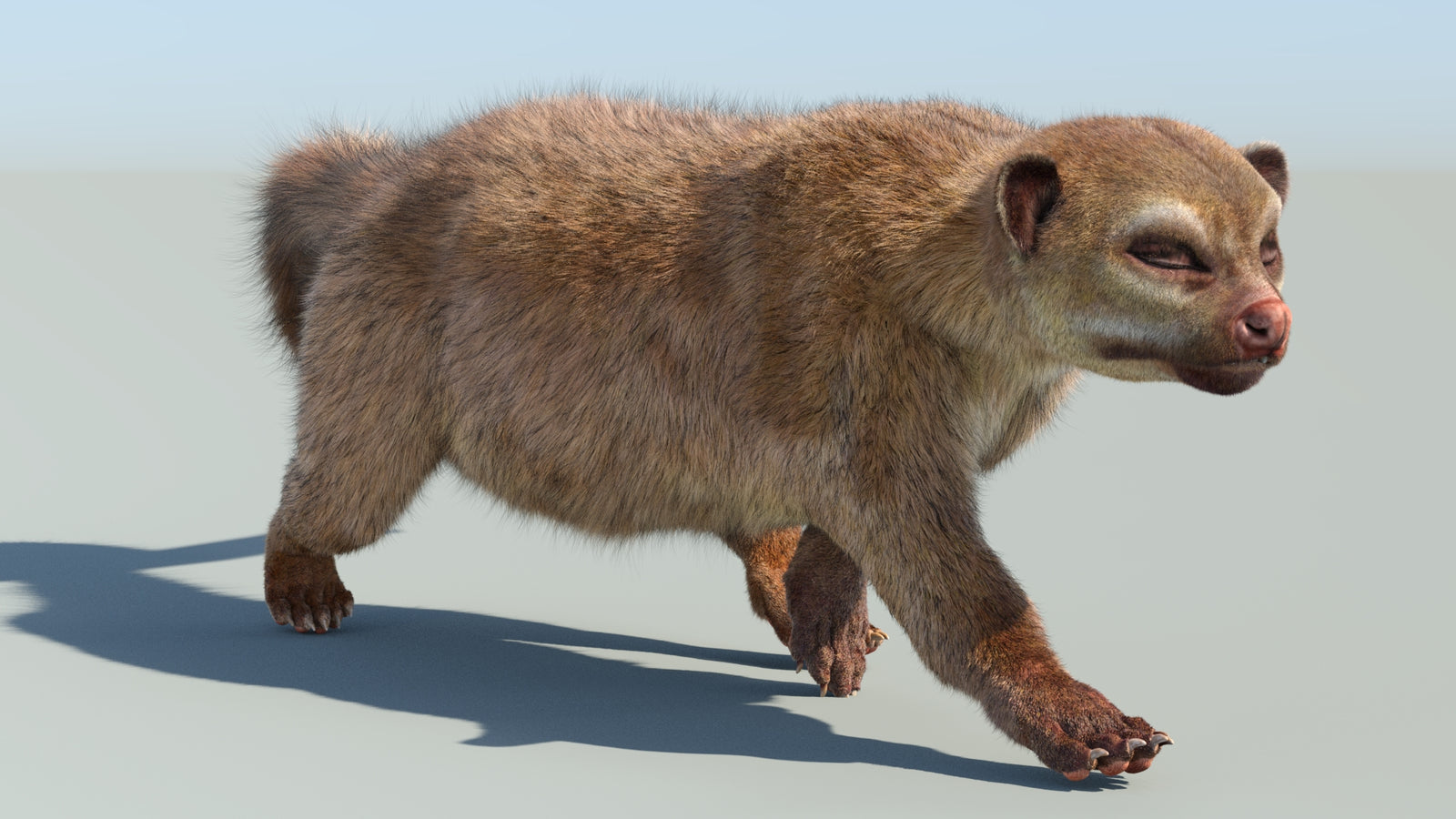 Realistic Kinkajou 3D Model Animated Fur 360° view 6 frame 16