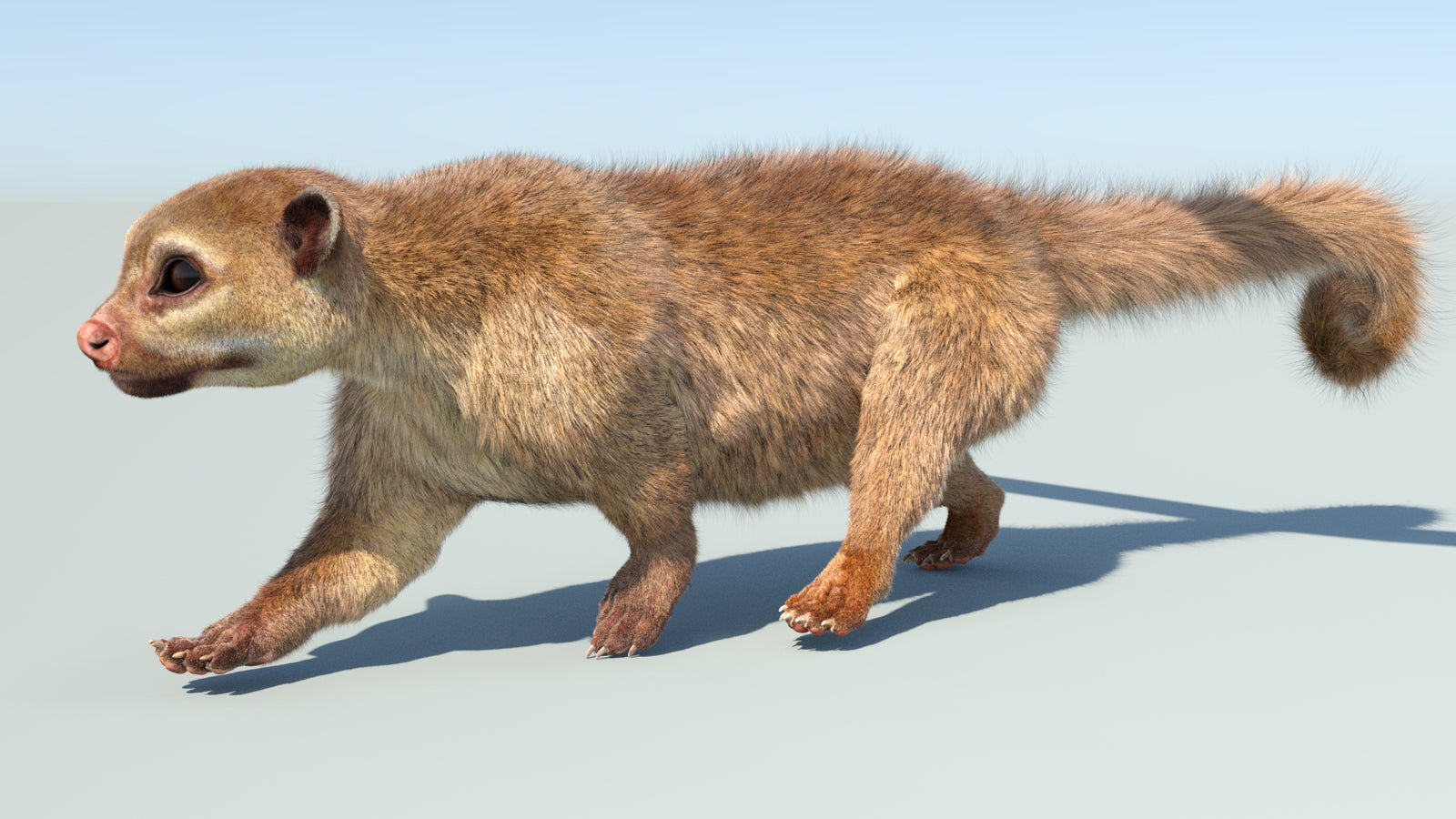 Realistic Kinkajou 3D Model Animated Fur 360° view 5 frame 15