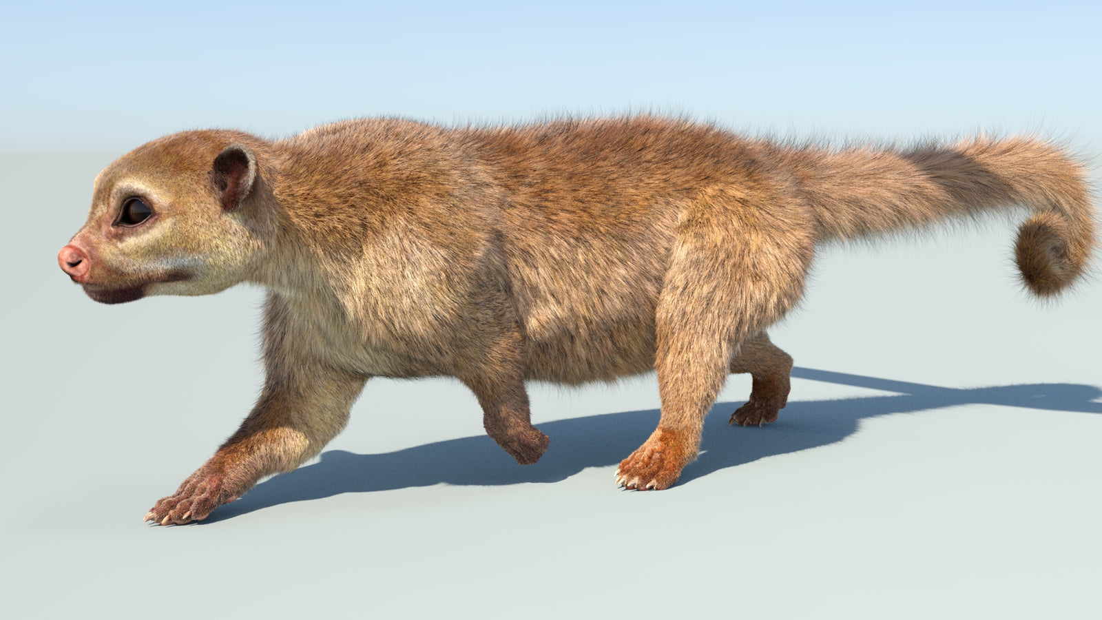 Realistic Kinkajou 3D Model Animated Fur 360° view 5 frame 19