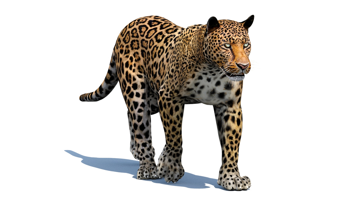 Leopard 3D Model Animated - 360 Degree View