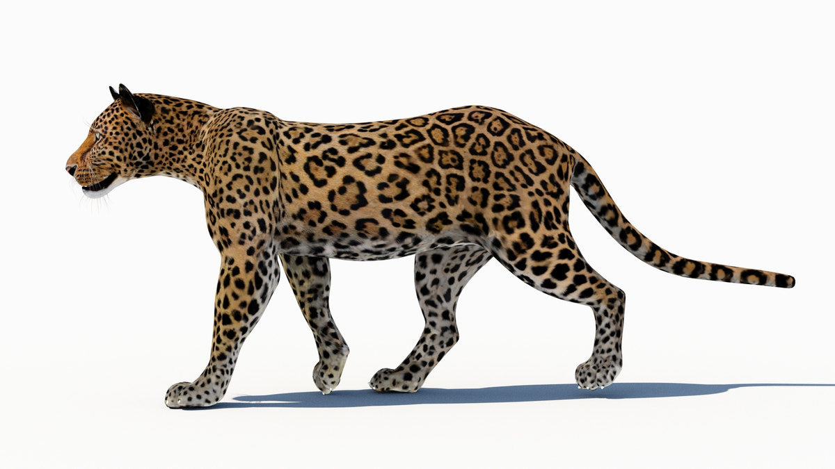 Leopard 3D Model Animated - 360 Degree View