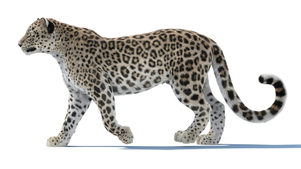 Animated Persian Leopard 3D Model Fur - 360 Degree View