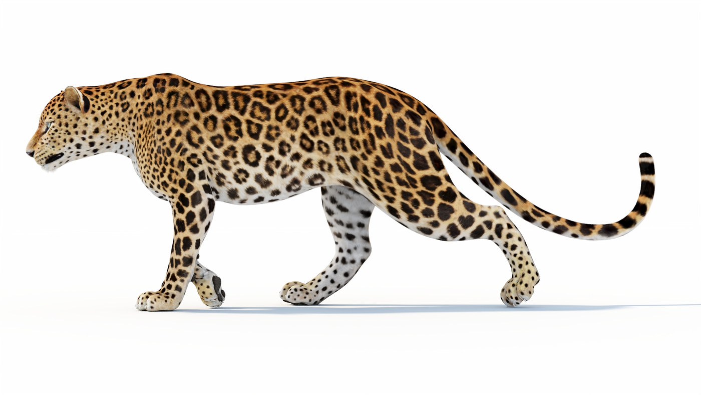 Animated Sri Lankan Leopard 3D Model - 360 Degree View