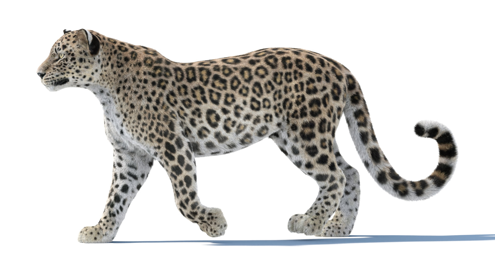 Persian Leopard 3D Model Animated Fur 360° view 1 frame 2