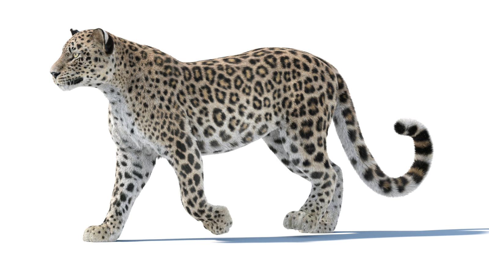 Persian Leopard 3D Model Animated Fur 360° view 1 frame 3