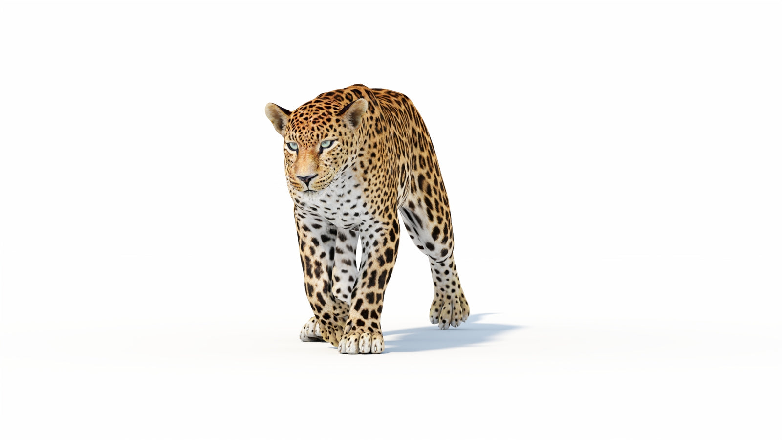 Animated Sri Lankan Leopard 3D Model 360° view 1 frame 8