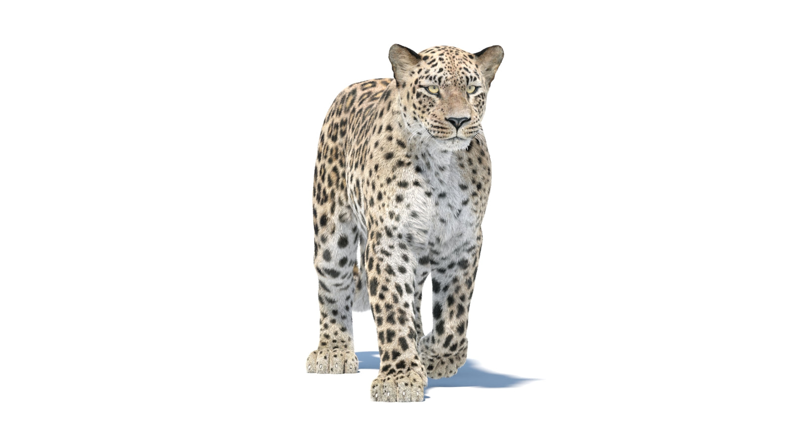 Persian Leopard 3D Model Animated Fur 360° view 1 frame 10
