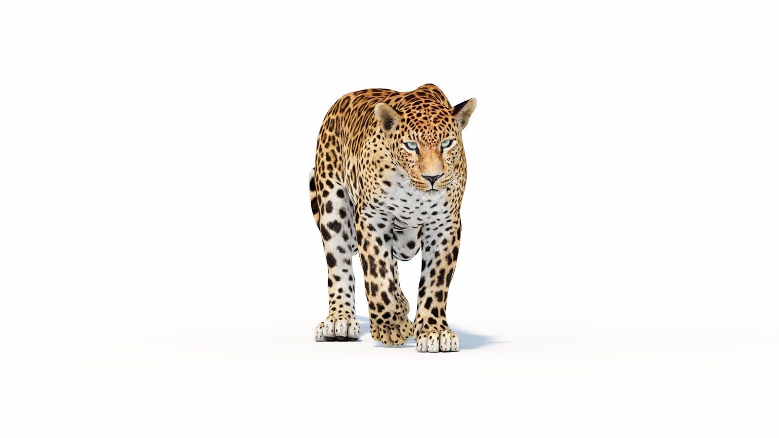 Animated Sri Lankan Leopard 3D Model 360° view 1 frame 10