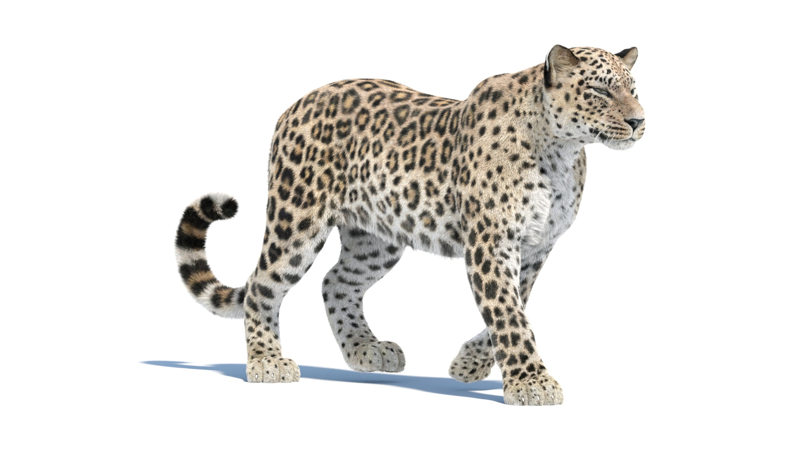Persian Leopard 3D Model Animated Fur 360° view 1 frame 13